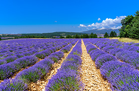 Lavendelfeld in der Provence © X1klima (Flickr.com)