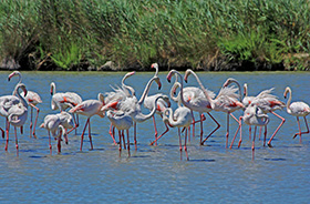 Flamingos in der Camargue © Andrea Schaffer (Flickr.com)
