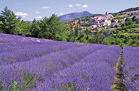 Lavendelfeld in der Provence © Johnfromks (Flickr.com)