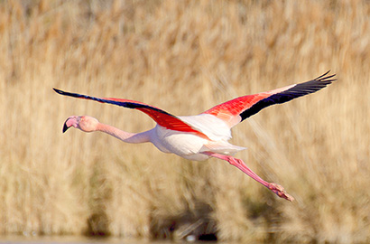 Fliegender Flamingo © Alfred Brumm (Flickr.com)