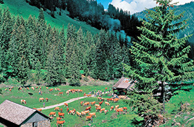 Turbachtal oberhalb von Gstaad © Lucia Degonda (Swiss-image.ch)