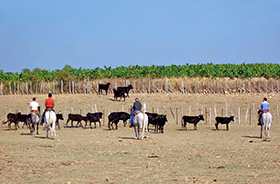 Stierzüchter in der Camargue © Cybermama (iStockphoto.com)