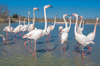 Flamingos in der Camargue © LouieLea (Shutterstock.com)
